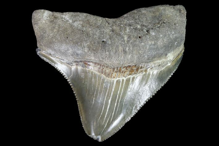 Serrated, Juvenile Megalodon Tooth - Georgia #90748